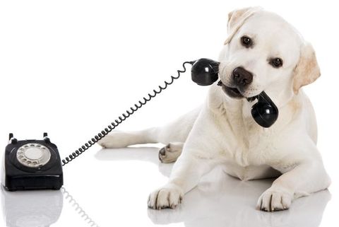Hund am Telefon 